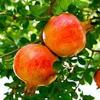 Organic Fresh Pomegranate Pack of 3 view 3