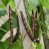 Organic Black Beans | Turtle Beans | Bulk 35 lbs | 100% natural | Premium Quality view 3