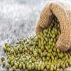 Organic Whole Green Gram Moong Small Beans Microgreens Sprouting Salad seeds 35lbs view 1