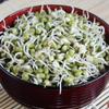 Organic Whole Green Gram Moong Small Beans Microgreens Sprouting Salad seeds 35lbs view 2