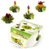 Creano Tea Flowers in Cup Size - Blooming Tea - 8 Flowering Tea in 4 Different Varieties - Green Tea view 1