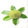 200g Dried Soursop Leaves Powder Healthy leaf Guanabana Graviola Guyabano Organic view 3