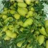 200g Dried Soursop Leaves Powder Healthy leaf Guanabana Graviola Guyabano Organic view 4