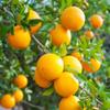 Organic fresh grown navel oranges 10lbs view 4