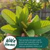 5.2oz Dried Guava Leaves, Hojas De Guayaba Secas, Dried Guava Leaves, Herbal Tea, Loose Leaf Tea, No Additives, Non GMO, Caffeine-free. by Akshit view 4