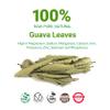 Akshit Dried Guava Leaves, Hojas De Guayaba Secas, 7.8oz, Dried Leaves, Fresh Guava Leaf Tea, Non-GMO, Loose Leaf Tea, Caffeine free view 2