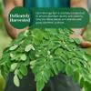 Akshit Dried Moringa Leaves, Hojas De Moringa Secas, Fresh Leaf Tea, 7.8oz, Natural MoringaOleifera Leaves, No Additives, Non-GMO, Caffeine- Free Tea, Dried Herbs. view 4