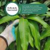 Akshit Dried Mango Leaves, Dried Leaves, Hojas de Mango Secas, Natural Leaf Tea, No Additives, Caffeine Free, Non GMO. 5.2oz view 3