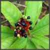 Admart Sarpagandha Powder 100g | Devil Pepper | Amal Pori | Rauvolfia Serpentina Powder view 2