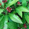 Admart Sarpagandha Powder 100g | Devil Pepper | Amal Pori | Rauvolfia Serpentina Powder view 3