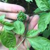 500 Gram Pure Natural Premium Changbai Mountain Ginseng Flower Tea Renshenhua Herbal Supplements. view 2