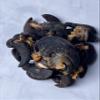Kopabana Dried African snails| For Stewing or grilling| Various sizes| 114g / 4oz view 3
