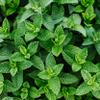 Ancient Foods Organic Mint Tea  Mint Loose Leaf Tea, Organic and Caffeine Free Tea Leaves from Crete (40g) view 3