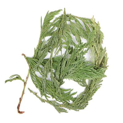 Cedar Tips Cut 100% Natural Herb