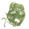 Cedar Tips Cut 100% Natural Herb view 1