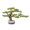Indoors Artificial Trees Faux Bonsai Tree Houseplant, Pine Bonsai Plant Ceramics Round Pot, Pebbles Used for Home Living Room Entrance Office Hotel Decoration Artificial Bonsai view 1