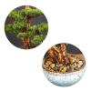 Indoors Artificial Trees Faux Bonsai Tree Houseplant, Pine Bonsai Plant Ceramics Round Pot, Pebbles Used for Home Living Room Entrance Office Hotel Decoration Artificial Bonsai view 3