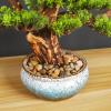 Indoors Artificial Trees Faux Bonsai Tree Houseplant, Pine Bonsai Plant Ceramics Round Pot, Pebbles Used for Home Living Room Entrance Office Hotel Decoration Artificial Bonsai view 4