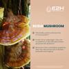 E2H Reishi Mushroom Extract - All-Natural Energy, Vitality and General Wellness Support from Advanced Mushroom Supplement - Reishi Mushrooms Supplement - Non-GMO, Vegan (3 Bottles) view 3