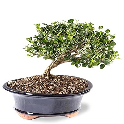 From You Flowers - Natal Plum Potted Bonsai for Birthday, Anniversary, Get Well or Celebration