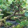 From You Flowers - Natal Plum Potted Bonsai for Birthday, Anniversary, Get Well or Celebration view 2