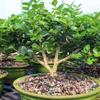 From You Flowers - Natal Plum Potted Bonsai for Birthday, Anniversary, Get Well or Celebration view 3