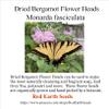 .1 Ounce Dried Wild Bergamot Flower Heads - Monarda fistulosa view 1