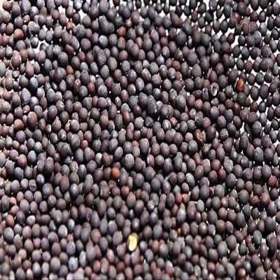 Organic Yellow Mustard Whole 5 LBS (16 Oz x 5)
