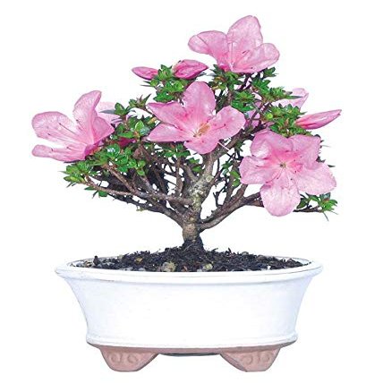 From You Flowers - Kazan Azalea Bonsai Plant for Birthday, Anniversary, Get Well or Celebration