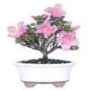 From You Flowers - Kazan Azalea Bonsai Plant for Birthday, Anniversary, Get Well or Celebration view 1