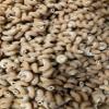 Sprouted Sourdough Corkscrew Pasta view 1