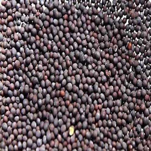 Indus Organics Black Mustard Seeds, 5 Lb (16 oz x 5 bag), Premium Grade, High Purity, Freshly Packed