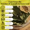 Akshit Dried Avocado Leaves, Leaf Tea, Hojas De Aguacate Secas, 7.8oz, Non-GMO. Perfect For Herbal Aromatic Leaf Tea, Italian & Mexican Dishes, Caffeine Free, Non GMO view 2