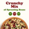 Crunchy Mix of Sprouting Bean Seeds, 1 Pound Green Peas, Adzuki, Lentils, Garbanzo, Kosher, Raw view 3