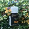 Amber Essential Oils ~ Pure Natural Aromatherapy Massage Oil - Therapeutic Grade - 100% Natural Incense - Pure essential oil (30ml) view 1