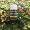 Amber Essential Oils ~ Pure Natural Aromatherapy Massage Oil - Therapeutic Grade - 100% Natural Incense - Pure essential oil (15ml) view 1