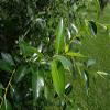 Bay Leaf Bonsai Tree Cutting - Nice Thick Trunk - Indoor/Outdoor Bonsai Tree Plant view 1