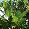 Bay Leaf Bonsai Tree Cutting - Nice Thick Trunk - Indoor/Outdoor Bonsai Tree Plant view 2