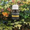Helichrysum Essential Oils ~ Pure Natural Aromatherapy Massage Oil - Therapeutic Grade - 100% Natural Incense - Pure essential oil (15ml) view 1
