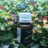 Basil Essential Oils ~ Pure Natural Aromatherapy Massage Oil - Therapeutic Grade - 100% Natural Incense - Pure essential oil (10ml) view 1