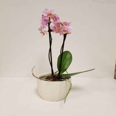 3" Live Pink Orchid in White Ceramic Gift Container