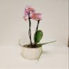 3" Live Pink Orchid in White Ceramic Gift Container view 1