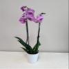 3" Live Pink Orchid in White Ceramic Gift Container view 2