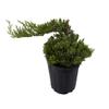 Japanese Juniper Bonsai Tree - 6" Pot - Juniperus procumbens Nana view 1