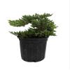 Japanese Juniper Bonsai Tree - 6" Pot - Juniperus procumbens Nana view 2