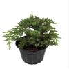 Japanese Juniper Bonsai Tree - 6" Pot - Juniperus procumbens Nana view 3