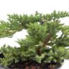 Japanese Juniper Bonsai Tree - 6" Pot - Juniperus procumbens Nana view 4