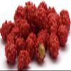 Red French Burnt Peanut Old Fashioned Hard Candy Coated Roasted Peanuts (5 Pound) view 1