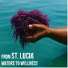 Purple Irish Sea Moss | Wildcrafted from St. Lucia | 16oz Makes ~240+ oz Sea Moss Gel | 100% Natural, Raw & Sun-Dried | Dr. Sebi Inspired, Nutrient-Rich Irish Moss for Health & Wellness view 4