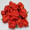 Dragons Breath 5+ Dried Peppers view 1